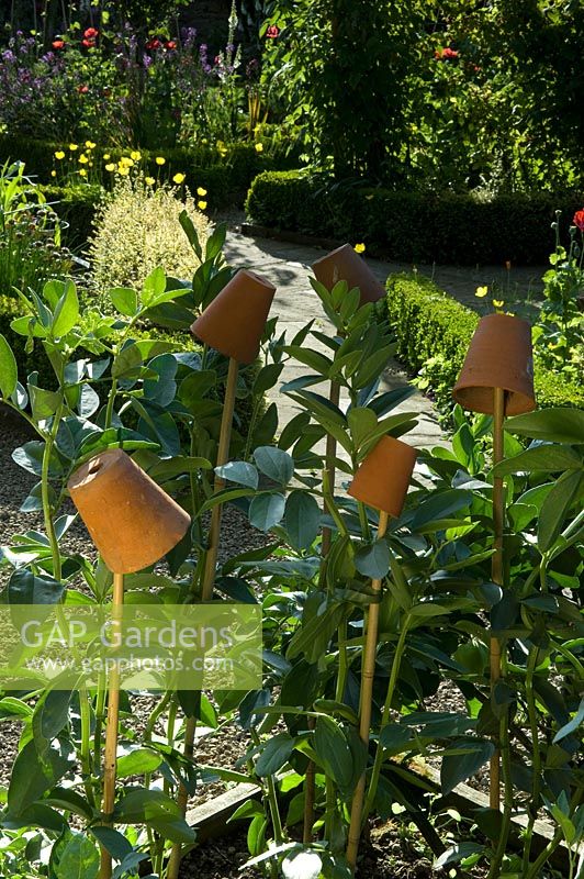 Bamboo canes topped with small terracotta pots to catch woodlice. 