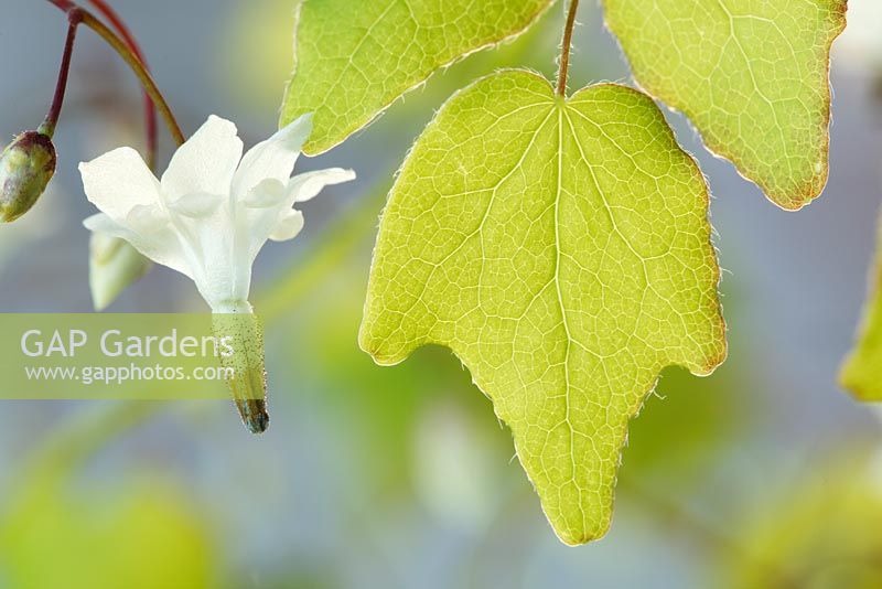 Vancouveria hexandra - American barrenwort  
