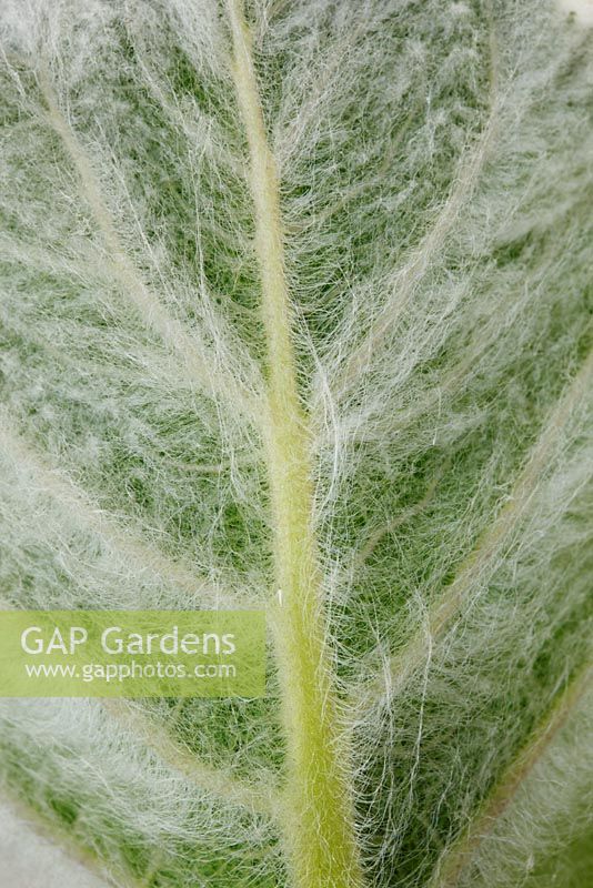Salvia argentea - Silver sage  