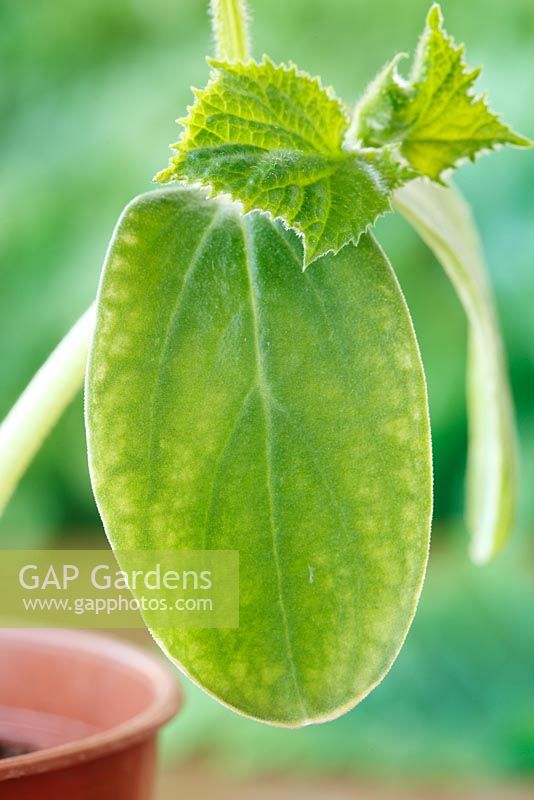 Cucumis sativus 'Vega' - Cucumber. Young plant showing seed leaves and first true leaves