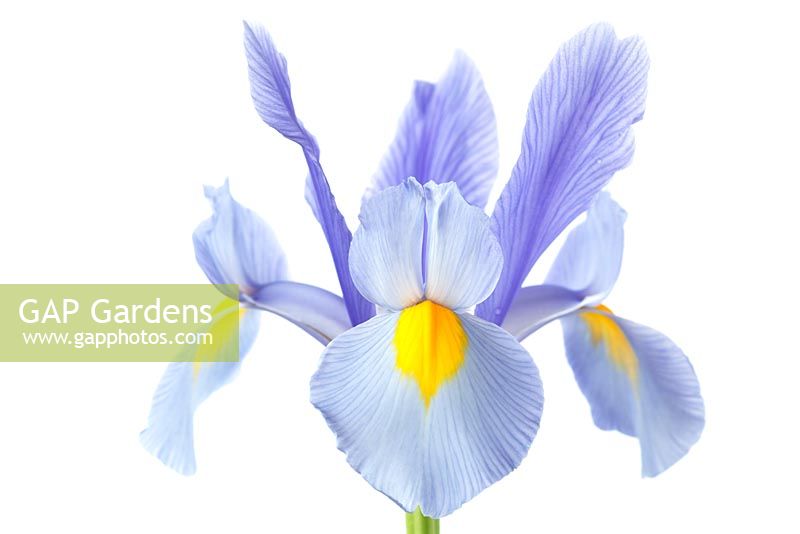 Iris 'Clear Morning Sky' - Dutch Iris