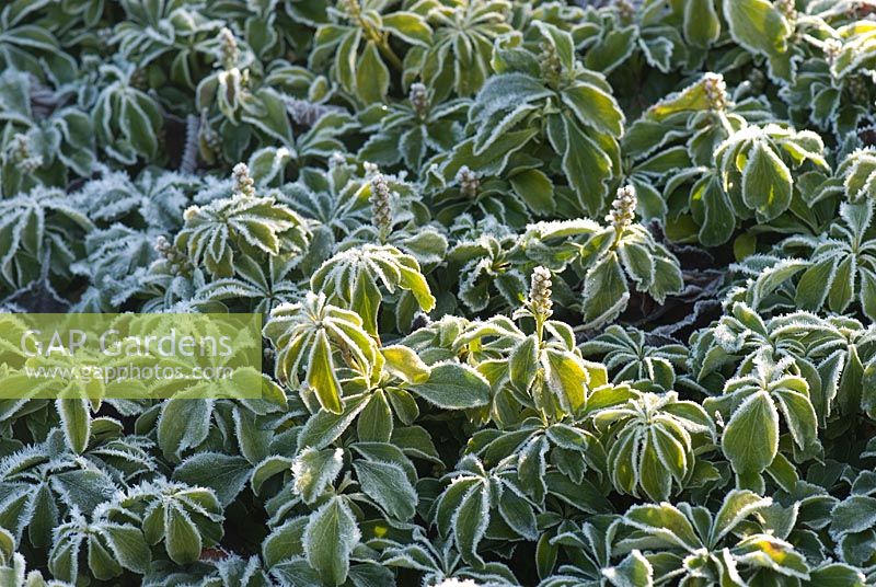 Pachysandra terminalis with frost
