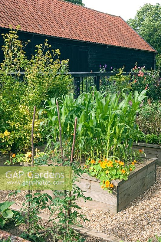Raised beds in vegetable garden, Tropaeolum and Zea Mays 