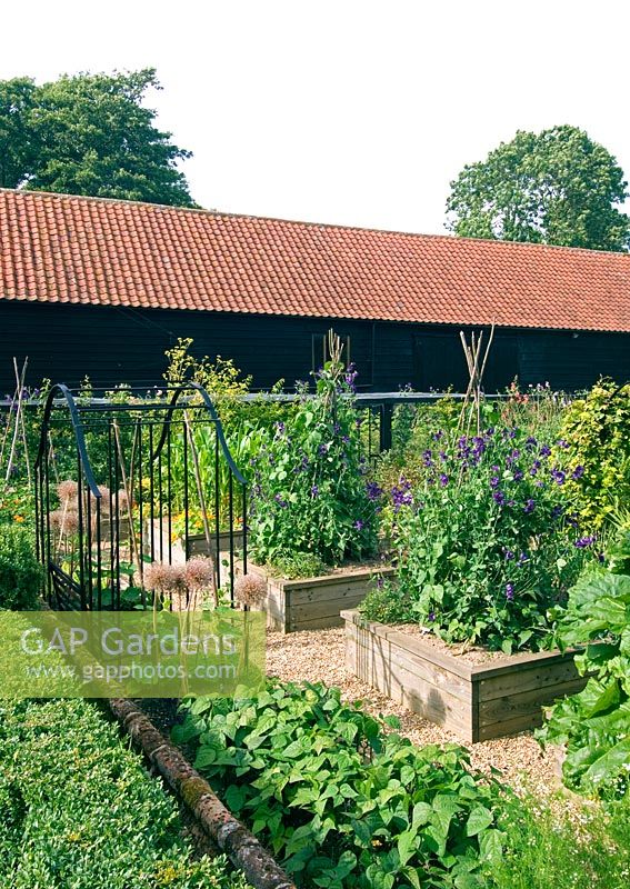 Vegetable garden with raised beds, Lathyrus on wigwams 