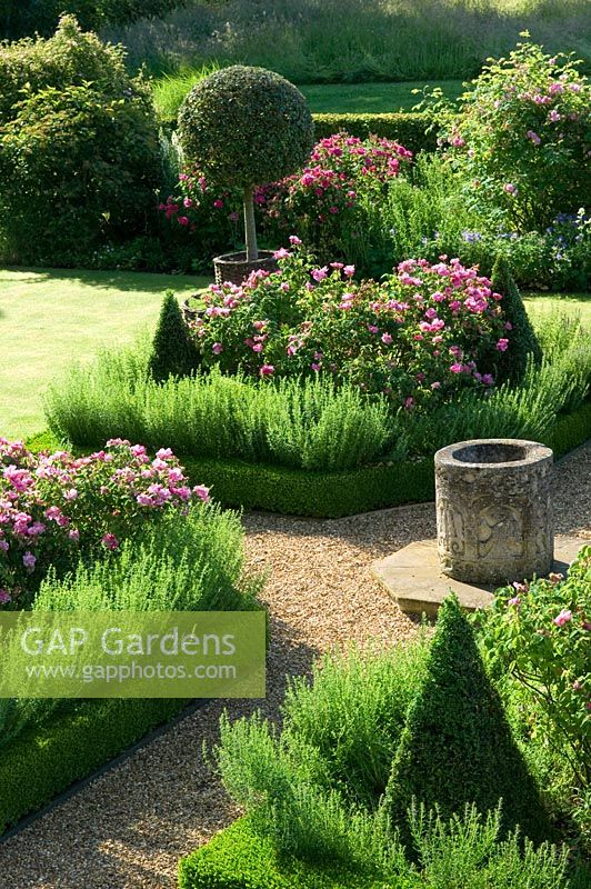 Overview of formal rose garden with Rosa mundi in box edged borders 