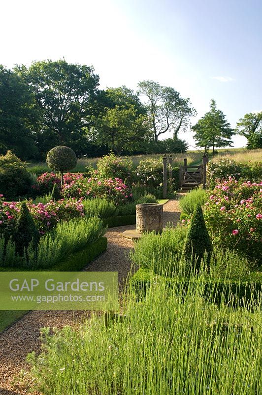 Overview of formal rose garden with Rosa mundi in box edged borders 