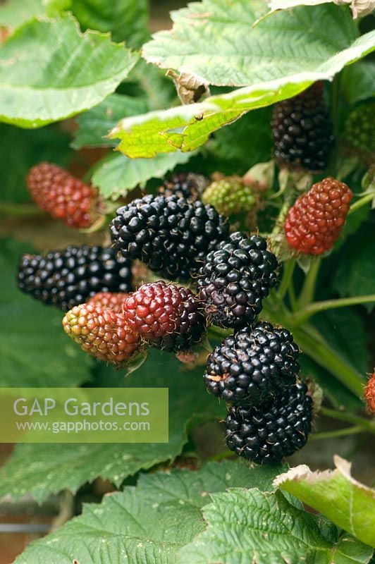 Rubus - Blackberries