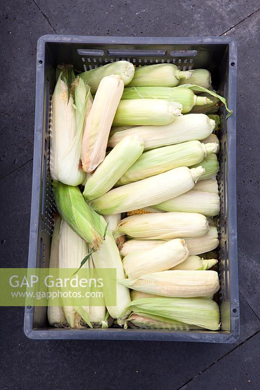 Freshly harvested sweetcorn in a crate