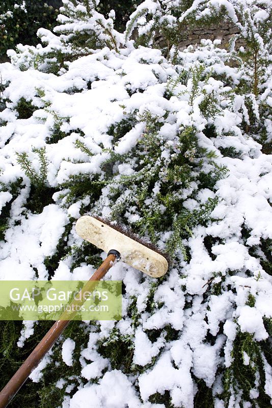 Clearing snow off a shrub with a broom