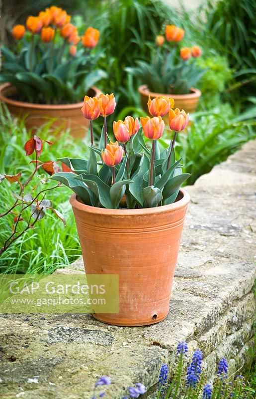 Tulip 'Princes Irene' in terracotta pots