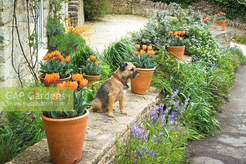 Very handsome border terrier dog amongst pots of Tulipa 'Princes Irene'
