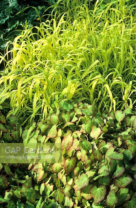 Milium effusum 'Aureum' and Epimedium in the woodland garden at Beth Chatto's. Bowles Golden Grass