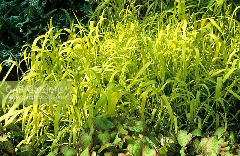 Milium effusum 'Aureum' and Epimedium in the woodland garden at Beth Chatto's. Bowles Golden Grass
