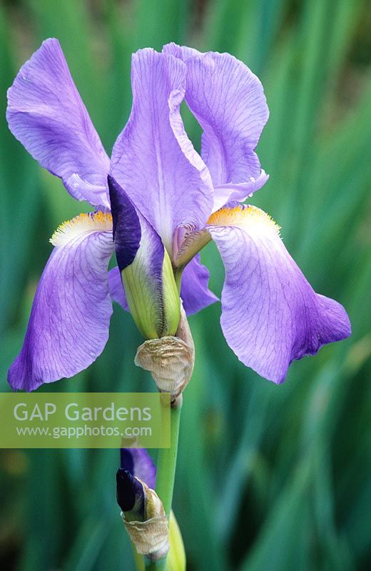 Iris pallida var. dalmatica .syn. I. pallida subsp. pallida