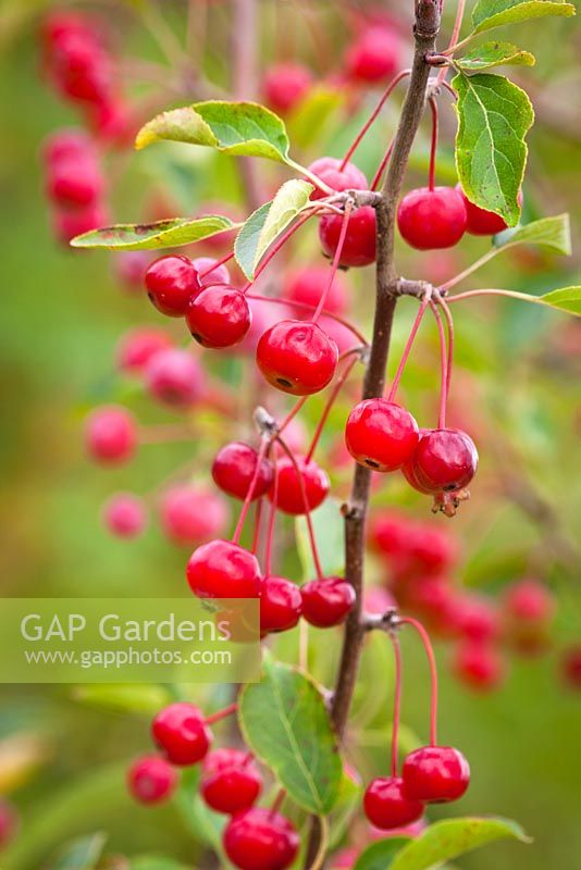 Malus hupehensis berries
