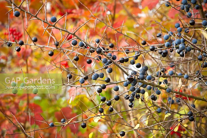 Prunus spinosa - Sloes in autumn - Blackthorn 