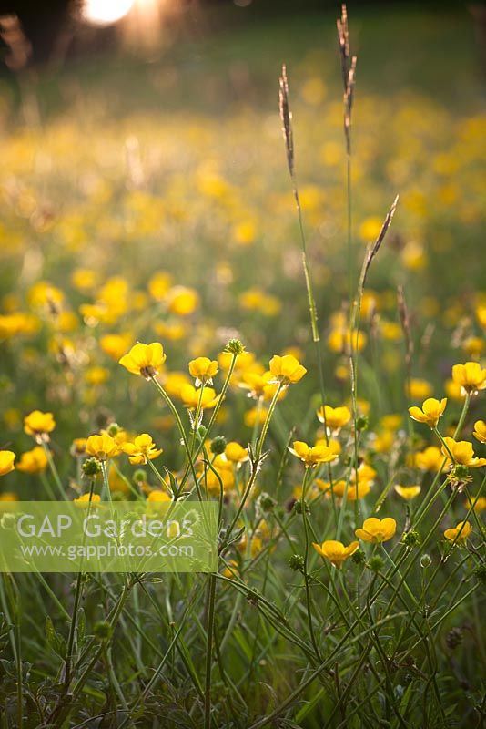 Ranunculus acris - Meadow buttercups. 