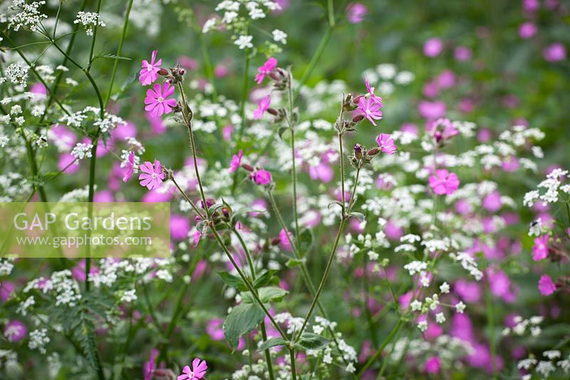 Silene dioica, Anthriscus sylvestris - Red Campion with Cow Parsley. 
