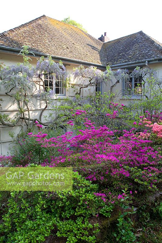 Azaleas and wisteria by the house at Greencombe Gardens, Somerset