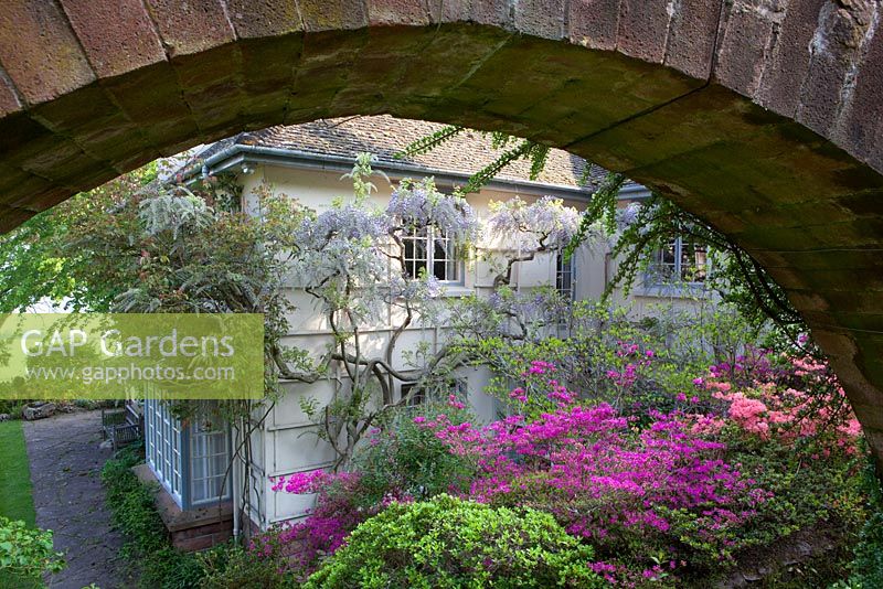 Azaleas and wisteria framed by stone arch near the house at Greencombe Gardens, Somerset