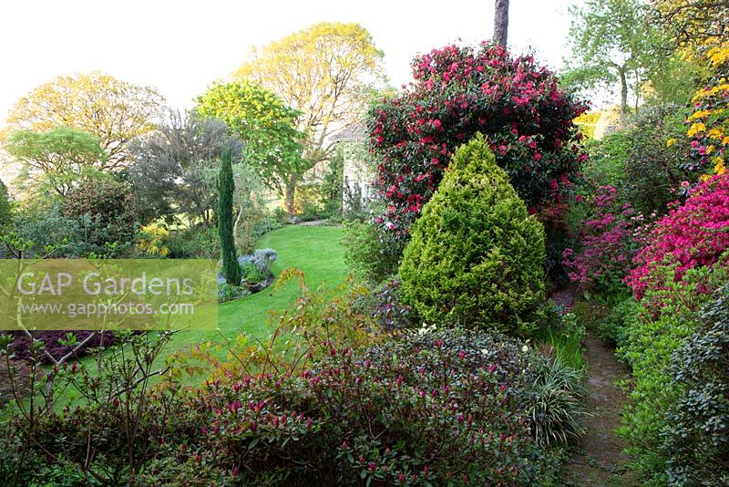 Rhododendrons and Azaleas in the main garden near the house at Greencombe Gardens, Somerset