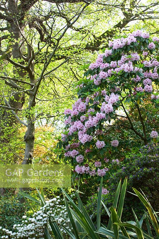 Rhododendron x decorum AGM. Greencombe Gardens, Porlock, Somerset