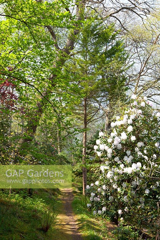 Path through woodland with Rhododendron 'Loder's White' AGM. Greencombe Gardens, Somerset