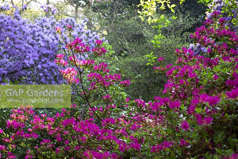 Rhododendrons and Azaleas in the woodland garden at Greencombe, Somerset