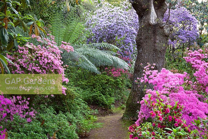 Looking along a woodland path with Rhododendron 'Hinamayo' - Kurume Azalea in the foreground with tree fern and R. augustinii beyond