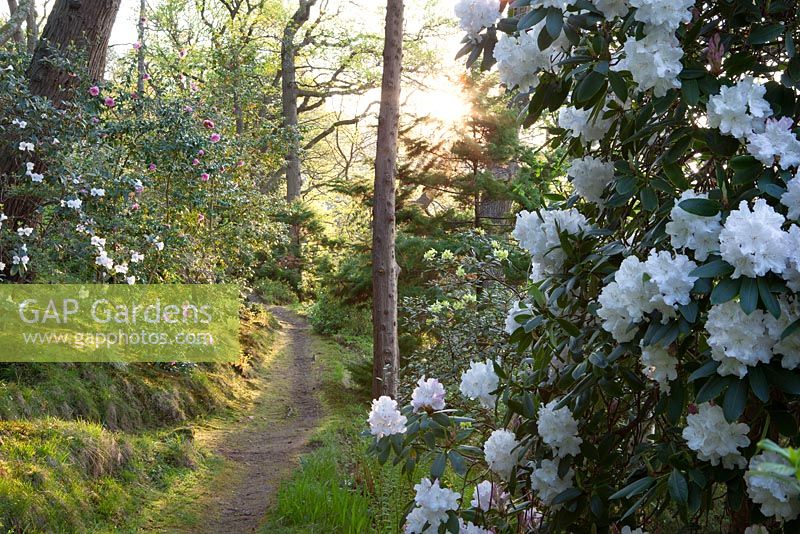 Path through woodland at Greencombe garden in evening light with Rhododendron 'Loder's White' AGM in the foreground