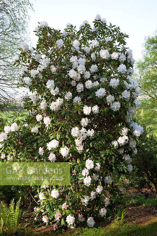 Rhododendron 'Loder's White' AGM