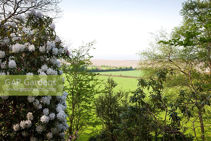 View out of the garden towards the countryside and Bristol Channel with Rhododendron 'Loder's White' AGM in the foreground