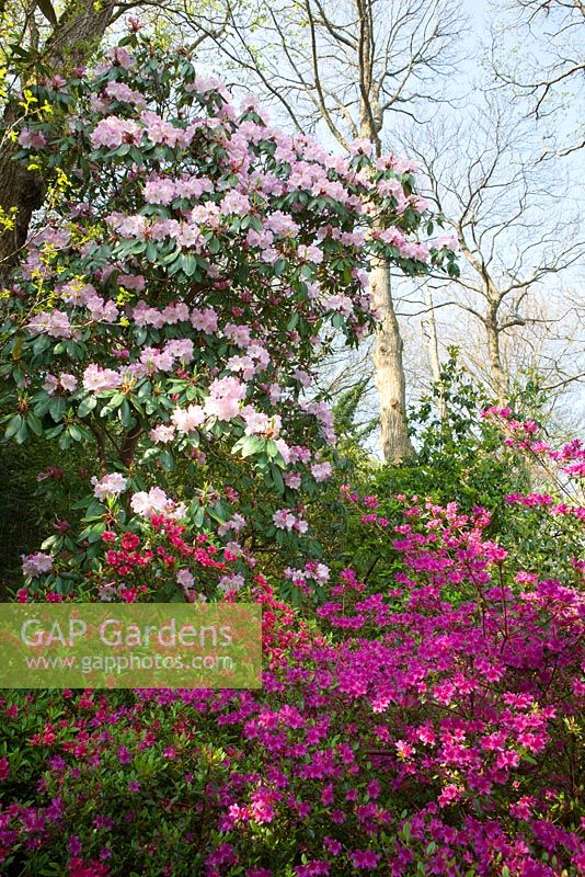 Rhododendron augustinii (pink form) with Azaleas