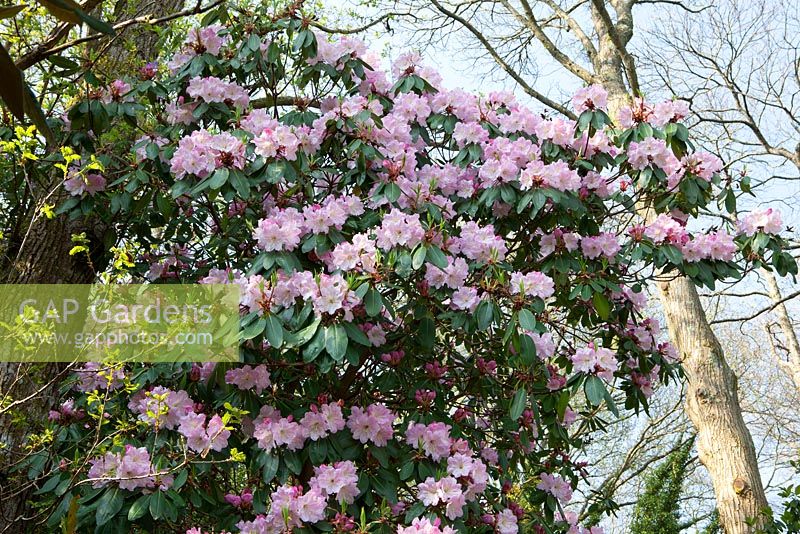 Rhododendron augustinii (pink form)