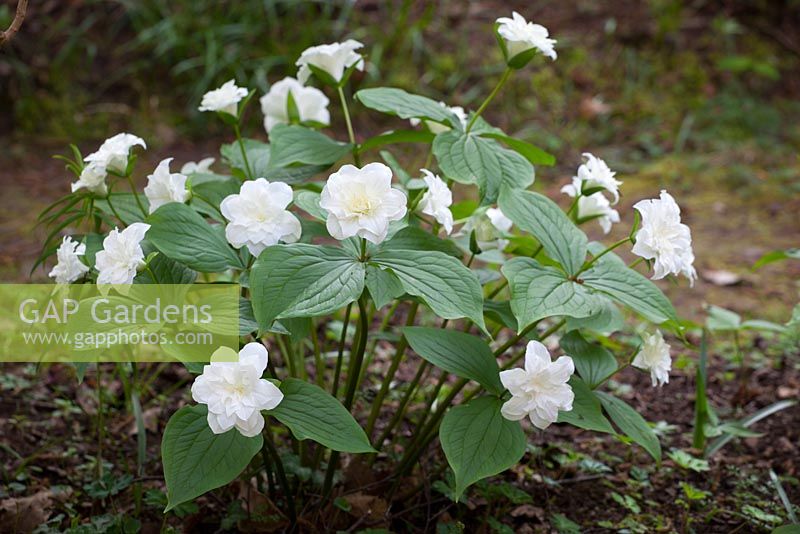 Trillium grandiflorum 'Flore Pleno' in the woodland - White Wake Robin
