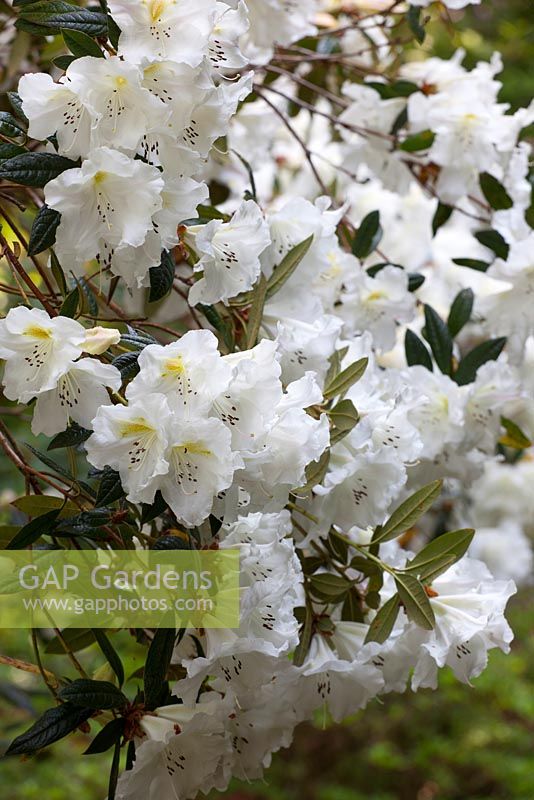 Rhododendron johnstoneanum (double)