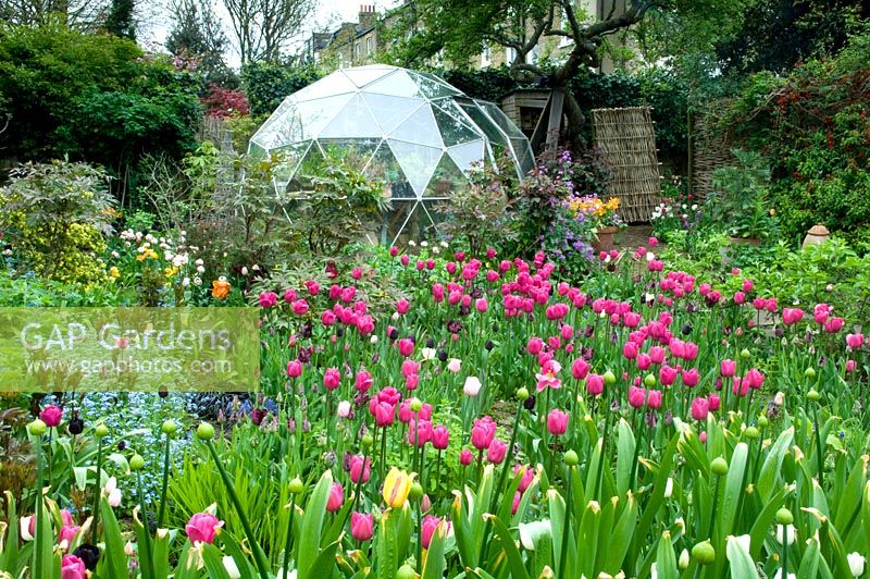Spring garden with Tulipa 'Barcelona' and geodesic dome
