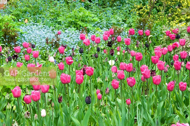 Spring garden with Tulipa 'Barcelona' and Myosotis
