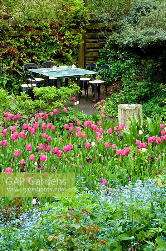 Spring garden with Tulipa 'Barcelona' and dining area