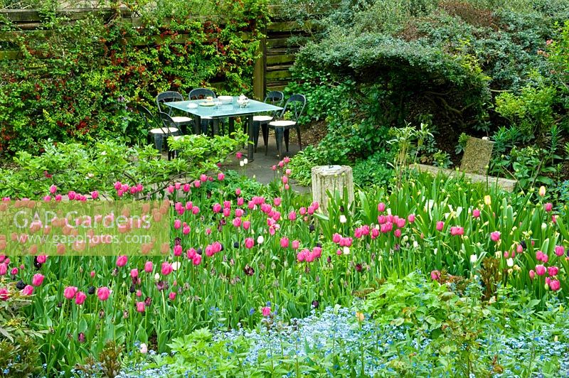 Spring garden with Tulipa 'Barcelona' and dining area

