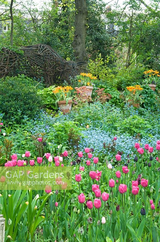 Spring garden with Tulipa 'Barcelona' and Myosotis. Tulipa 'Fly Away' in containers and large metal artwork sculpture of cow in background
