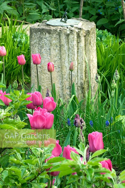 Spring garden with Tulipa 'Barcelona' and sundial 