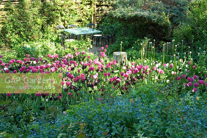 Spring garden with Tulipa 'Barcelona' and T. 'Black Swan' in May.