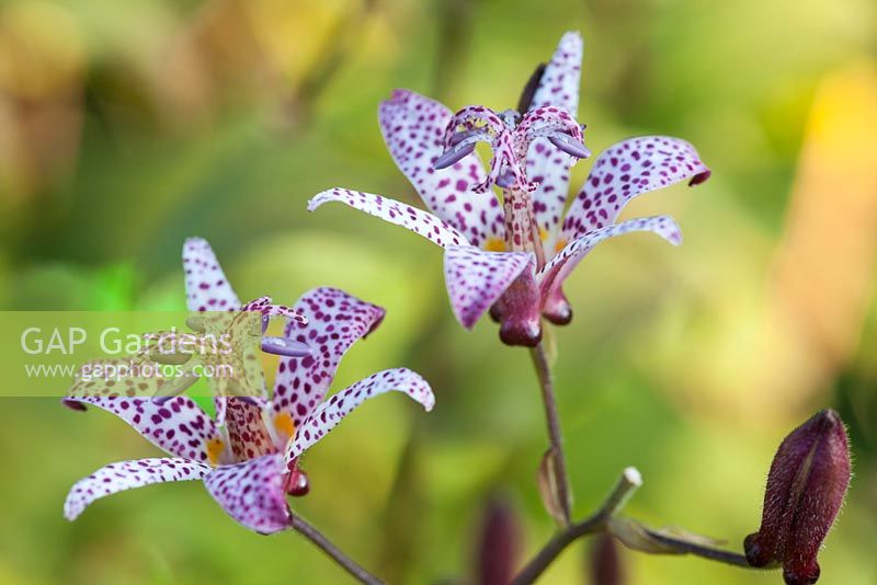 Trycirtis macropoda - Toad Lily
