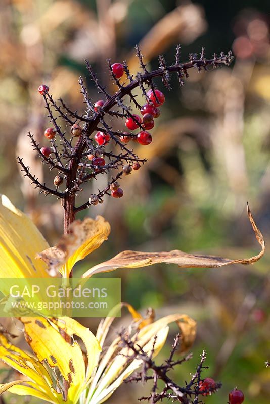 Maianthemum racemosum berries in autumn