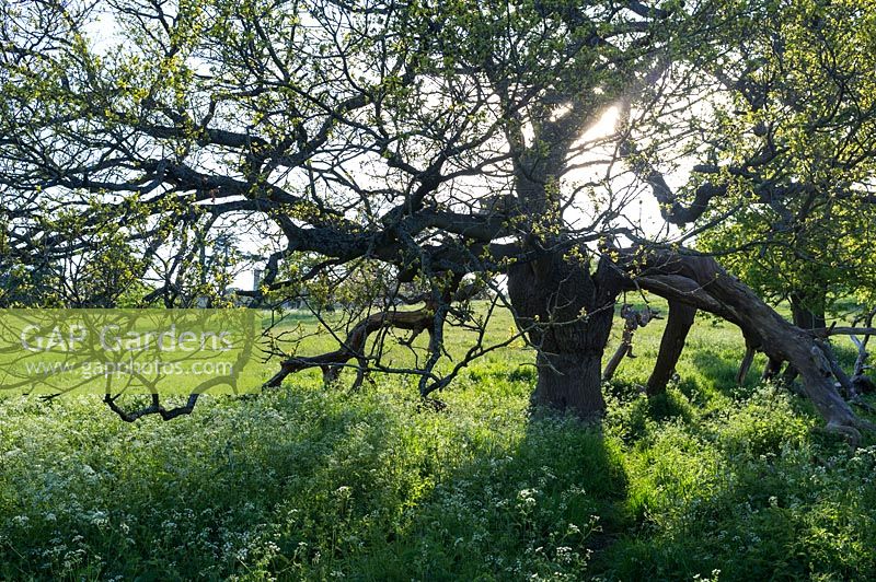 Quercus robur - Oak tree in summery parkland