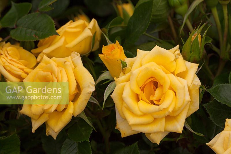 Rosa 'Flower Power Gold' - RHS Hampton Court Flower Show 2012, Fryers Roses