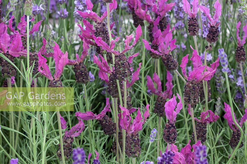 Lavandula stoechas 'Whero Iti' - French Lavender, RHS Hampton Court Flower Show 2012, Downderry Nursery