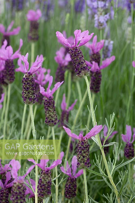 Lavandula stoechas 'Willow Vale' -  French Lavender - RHS Hampton Court Flower Show 2012, Downderry Nursery