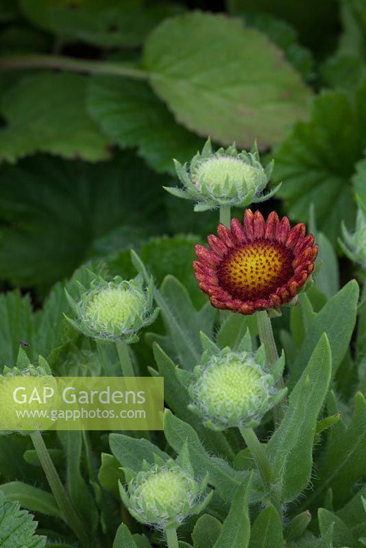 Gaillardia 'Burgunder' - RHS Hampton Court Flower Show 2012, Culm View Nurseries